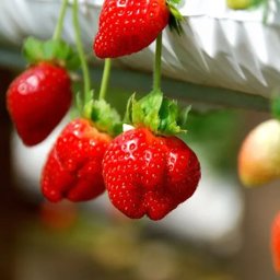 Genting Strawberry Leisure Farm in Genting Highlands