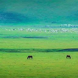 呼伦贝尔大草原，内蒙古草原风光最为绚丽的地方