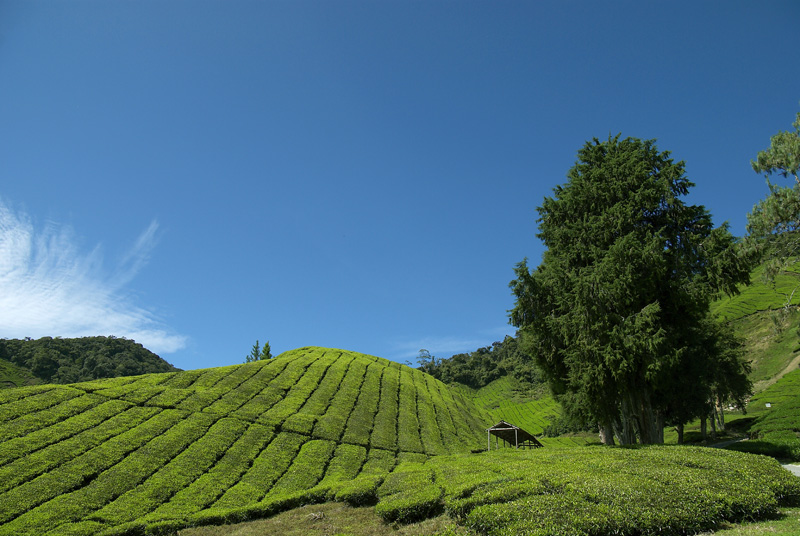 Tea plantations, Cameron Highlands Resort