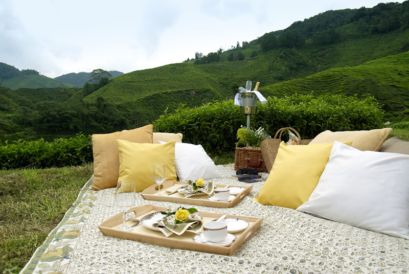 Tea plantations, Cameron Highlands Resort