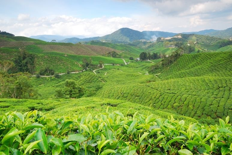 Strawberry Park Resort, Cameron Highlands