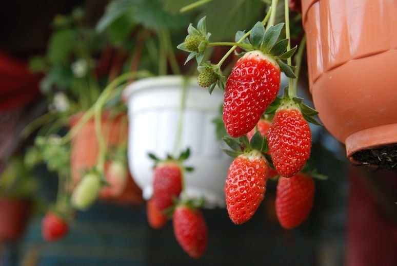 Strawberry Park Resort, Cameron Highlands