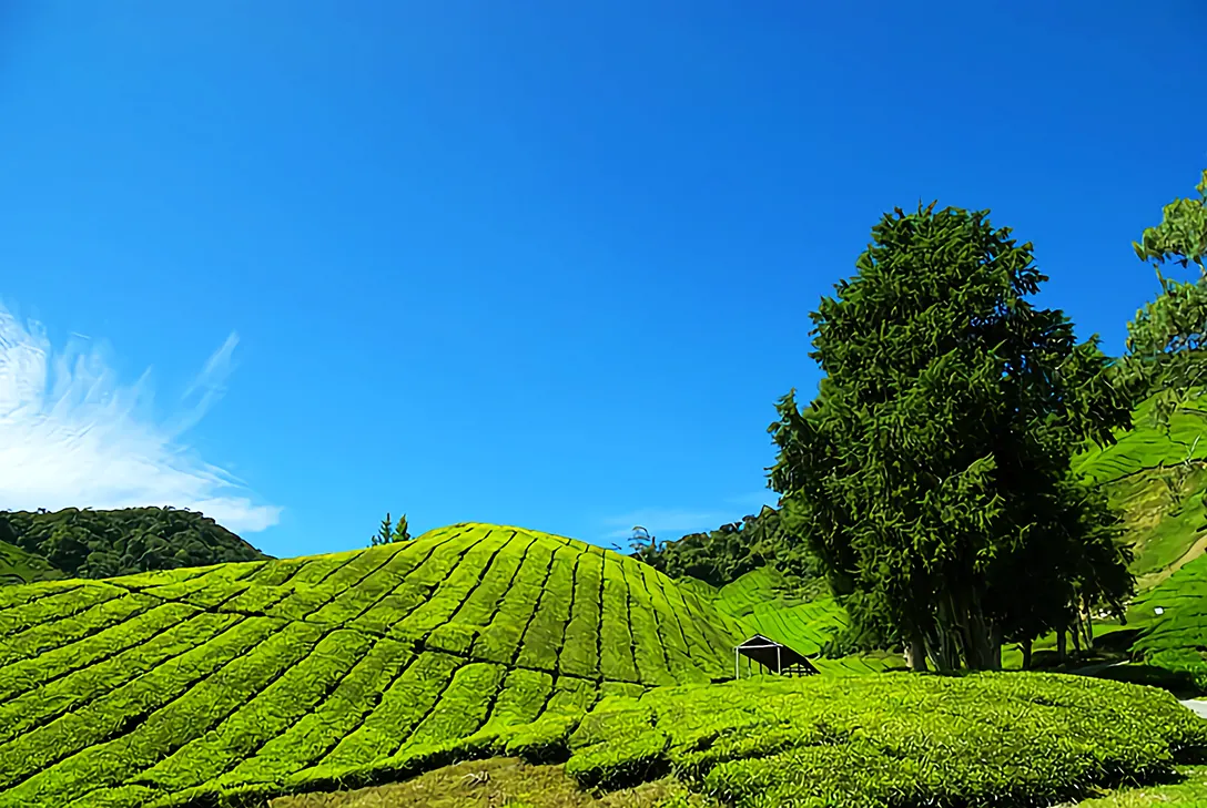 Tea Plantations on Cameron Highlands