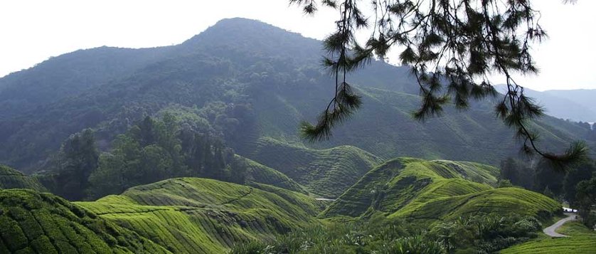 Green mountains