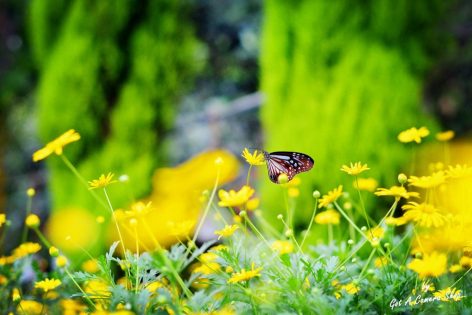 Flowers garden