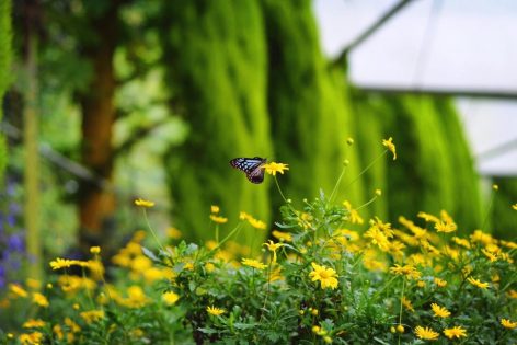 Flowers garden