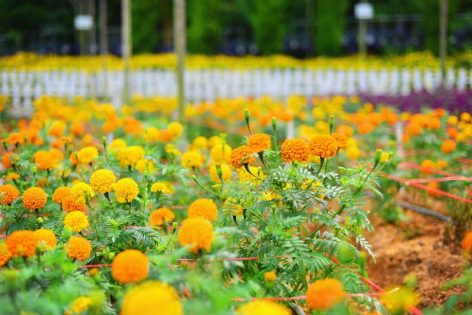 Flowers garden