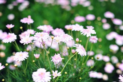 Flowers garden