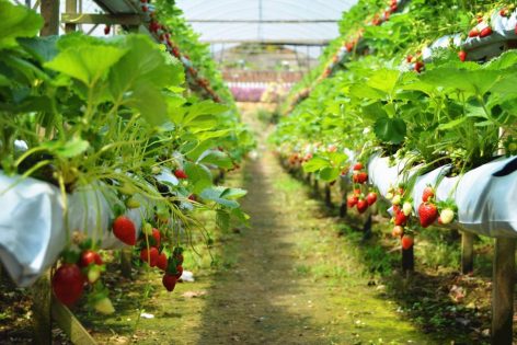 Strawberry farm