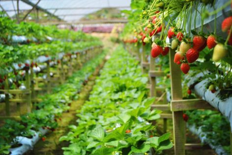 Strawberry farm