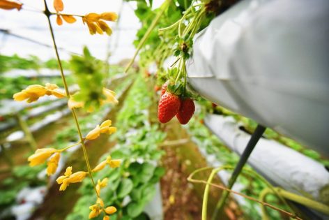 Strawberry farm