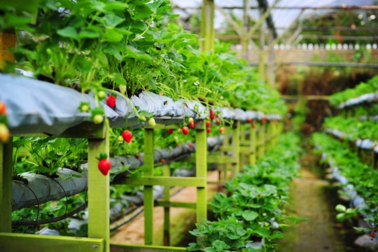 Genting Strawberry Leisure Farm in Genting Highlands