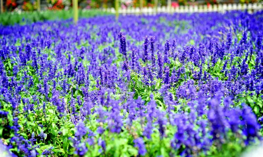Lavender Garden