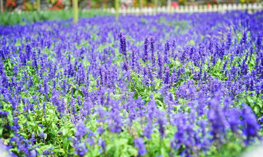 Lavender Garden