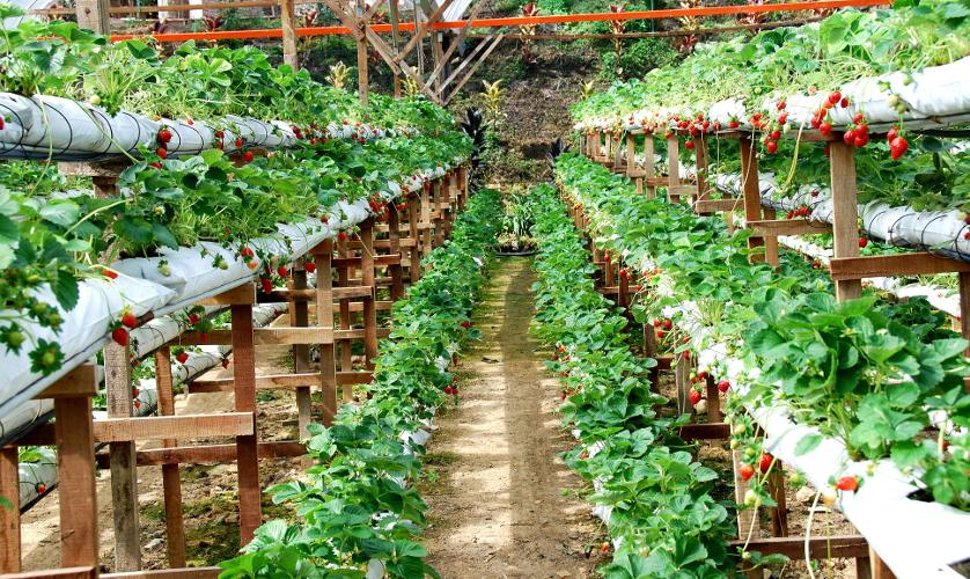 The strawberry farm