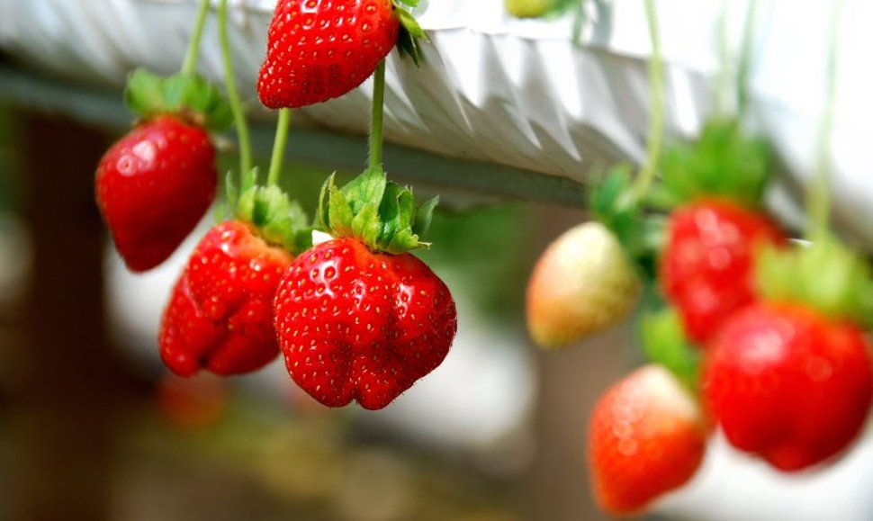 Strawberries