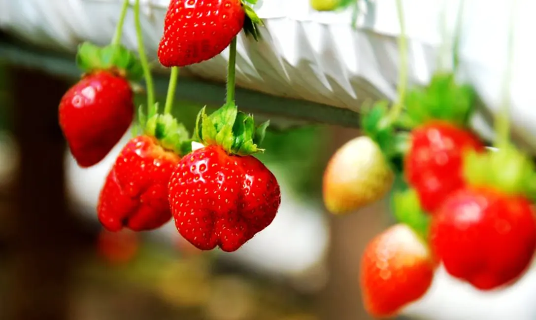 Hydroponic strawberry farming