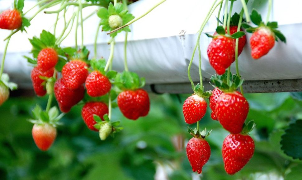 Strawberries