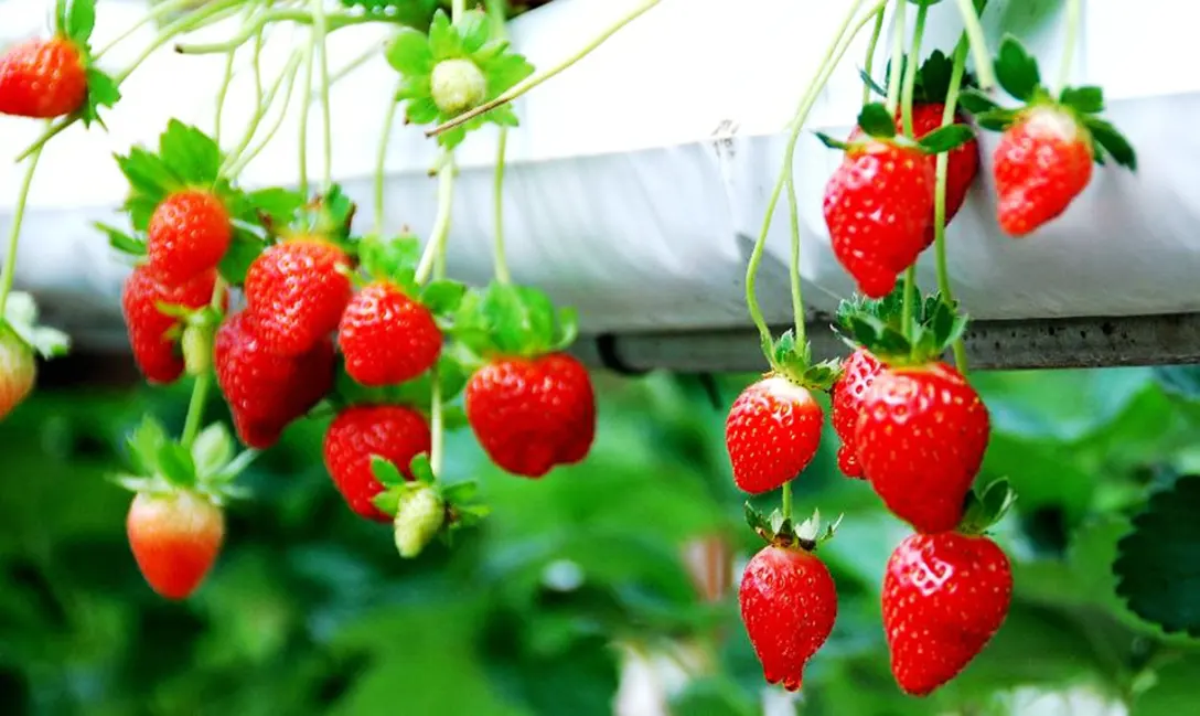 Hydroponic strawberry farming