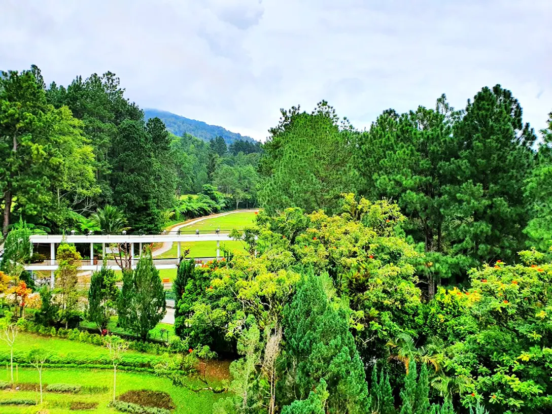 Lushy green around the Awana Golf and Country Resort