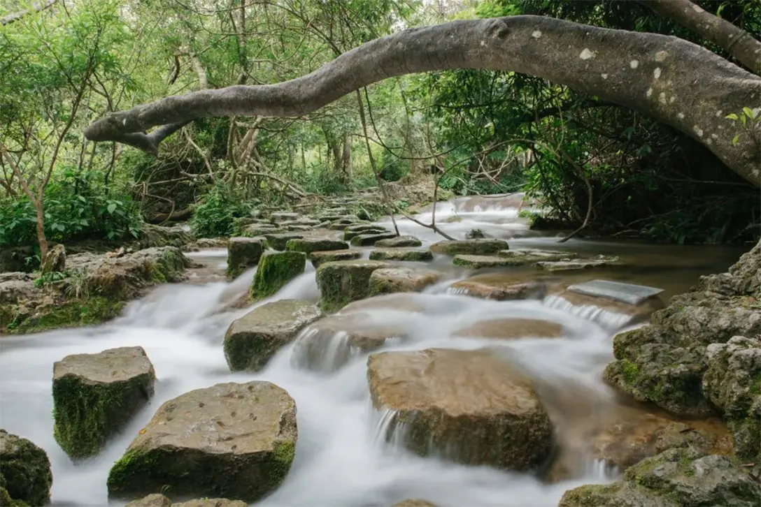 水上森林