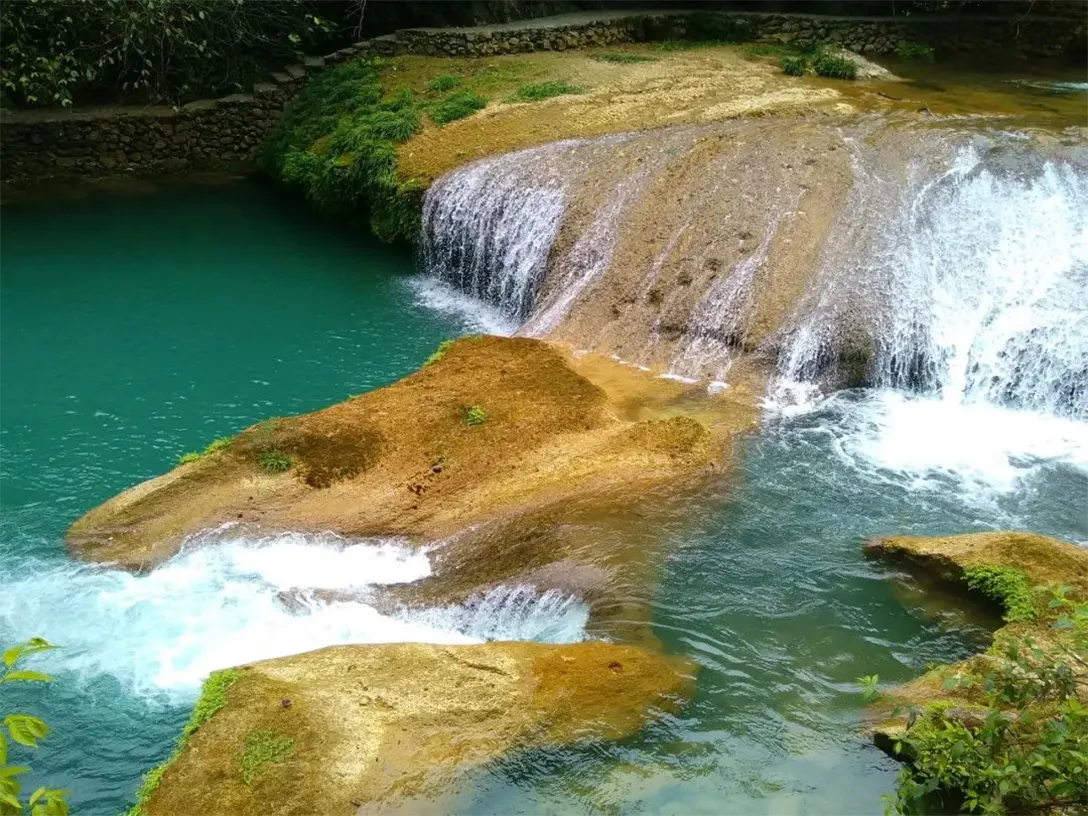 水上森林