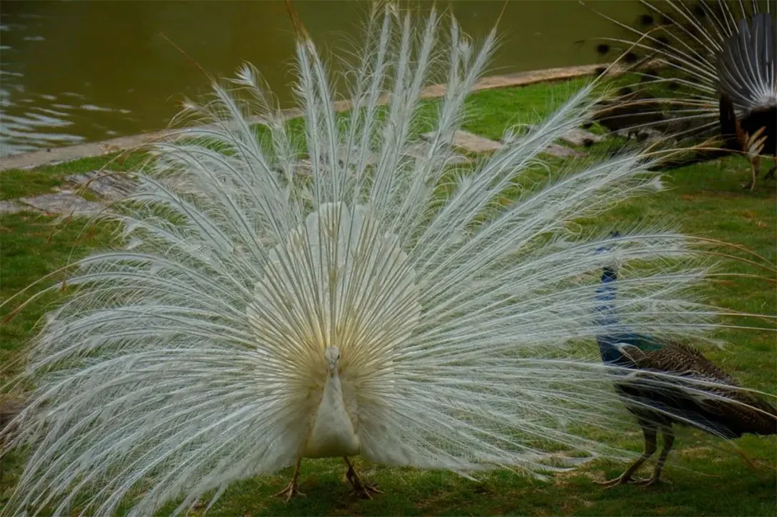 孔雀湖