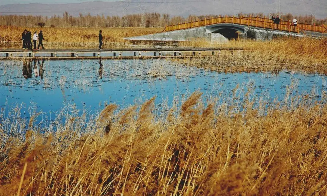 黑河湿地