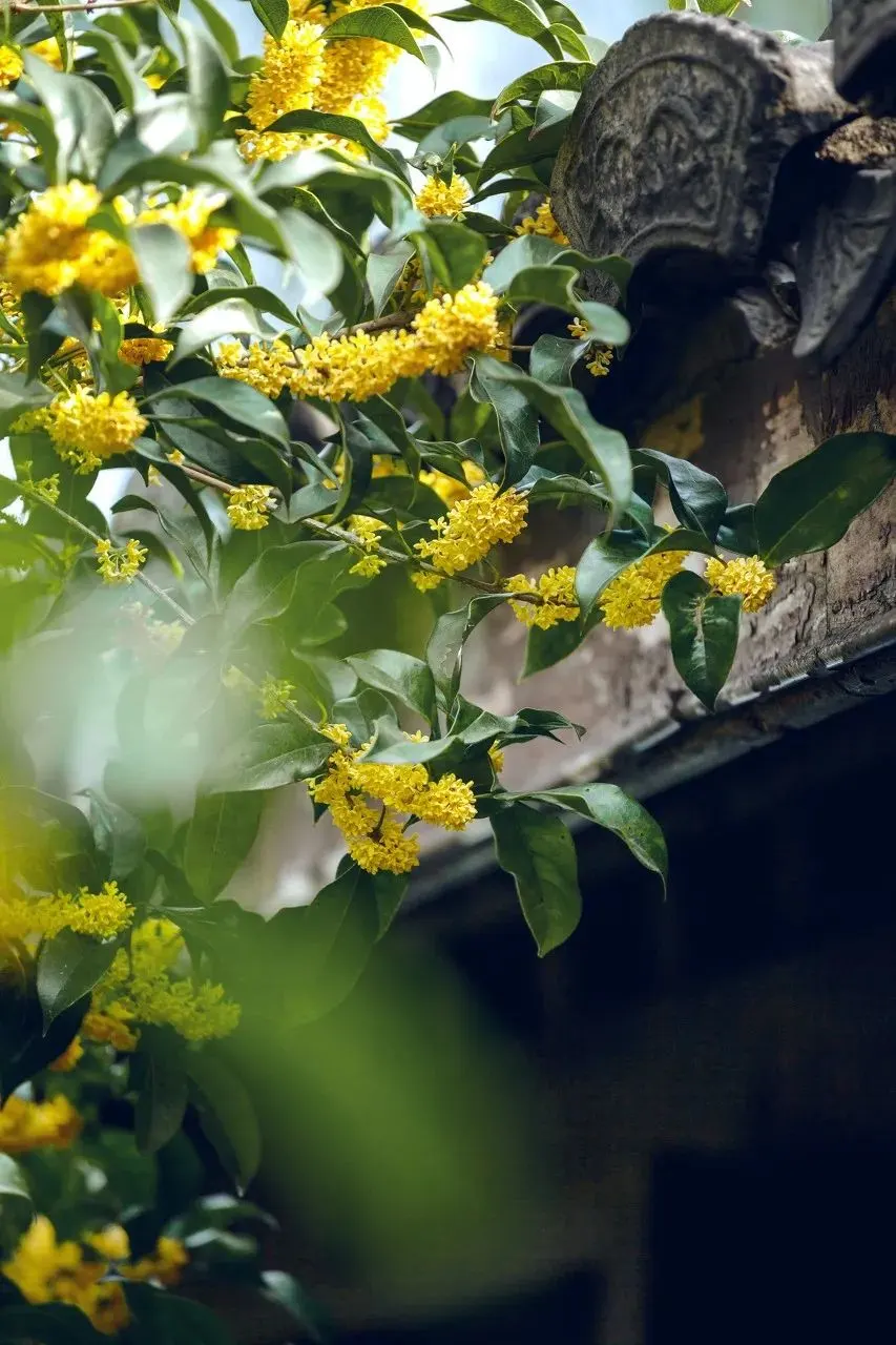 杭州秋天桂花季