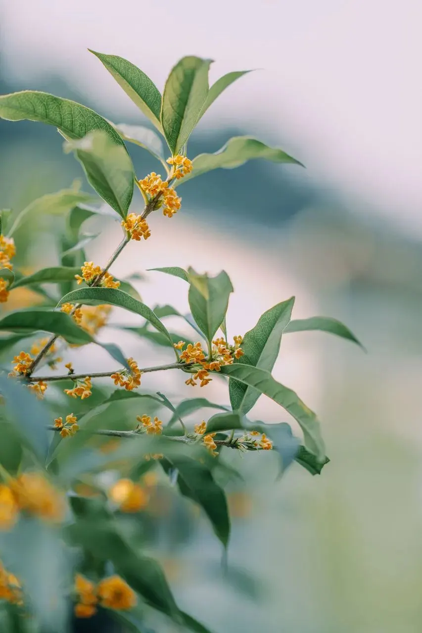 杭州秋天桂花季