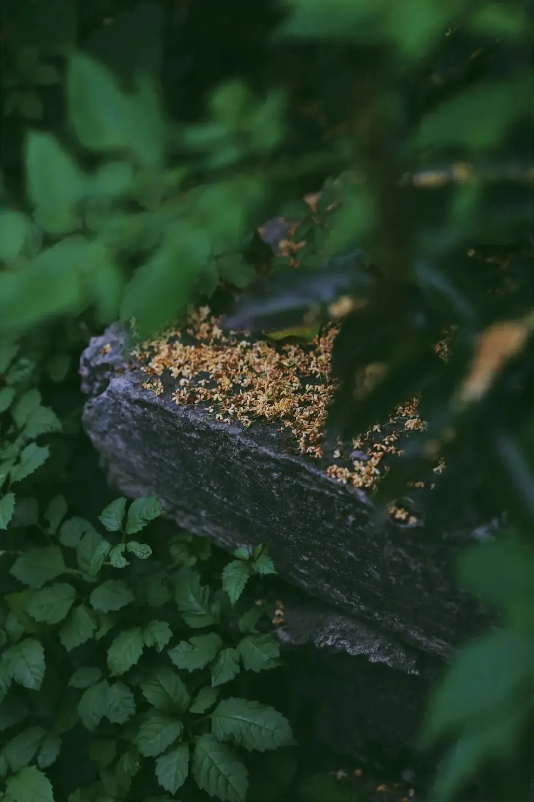 杭州秋天桂花季