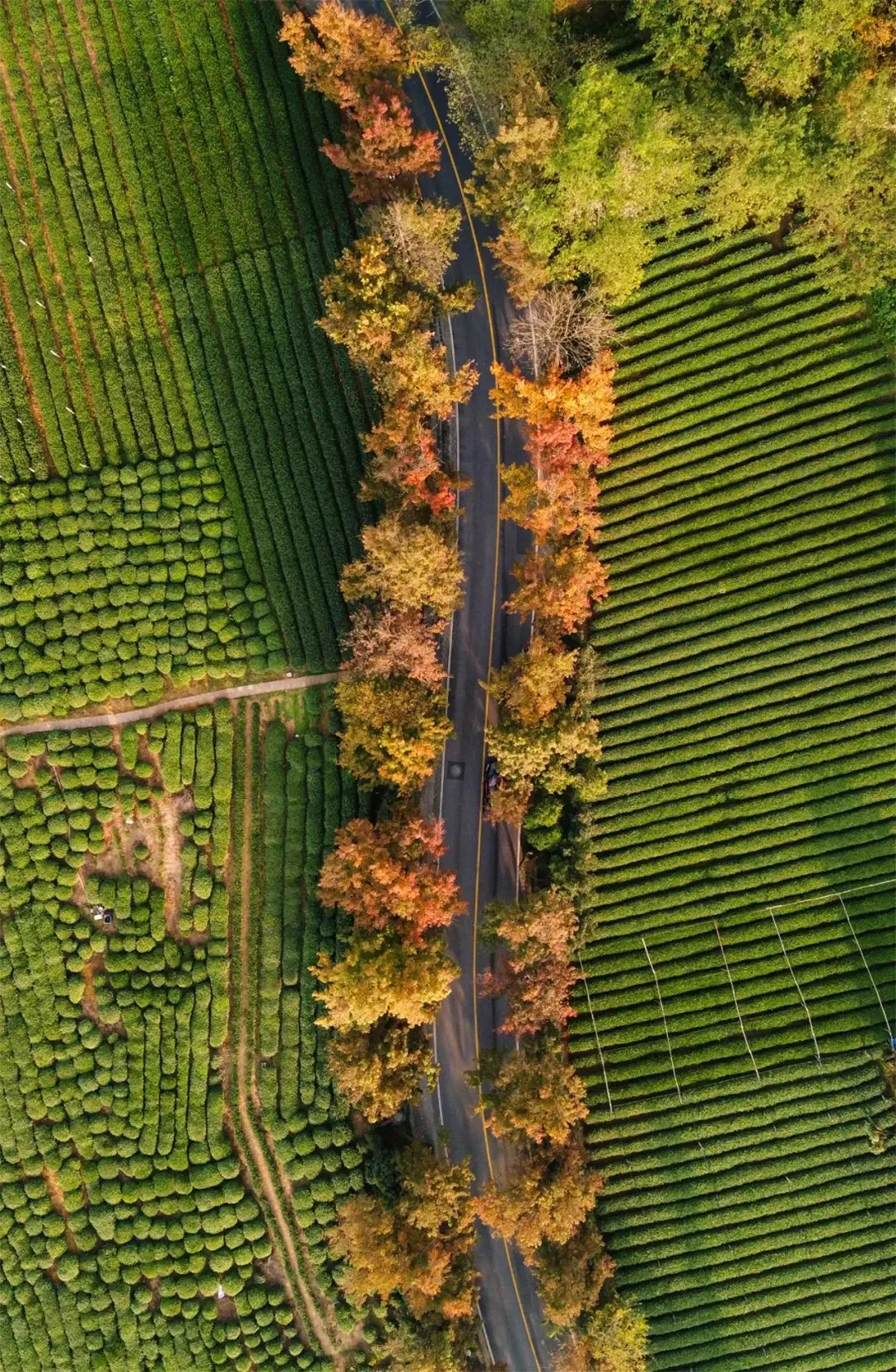 龙井路