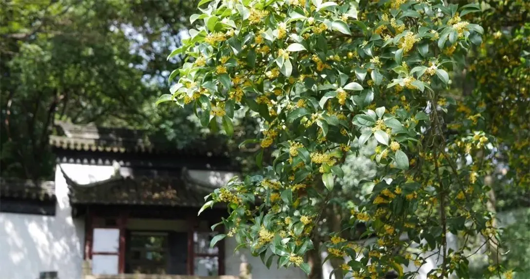 桂花树