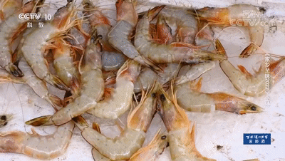 湛江是全国最大的对虾生产和出口地